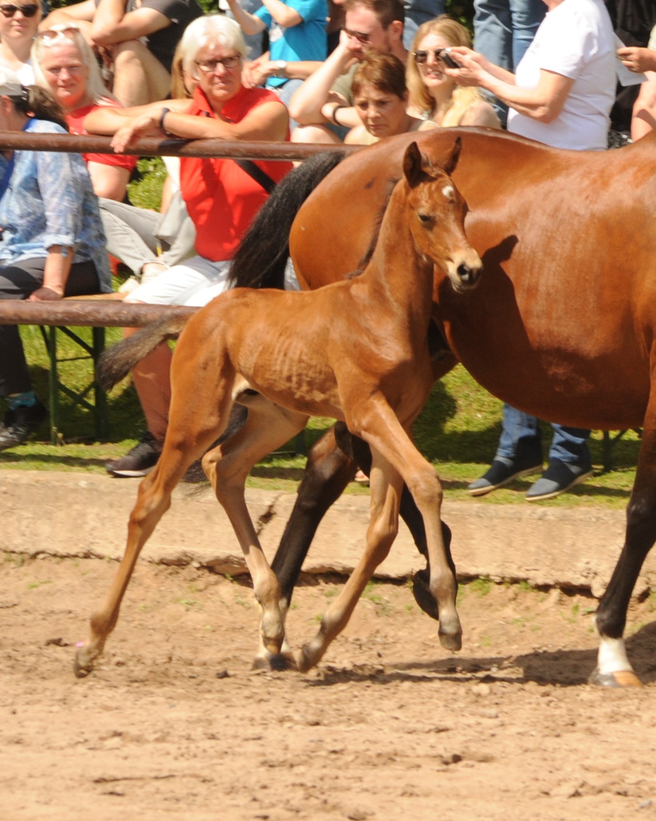 Trakehner Hengstfohlen v. Preußen Party x Saint Cyr - Trakehner Gestüt Hämelschenburg - Foto: Beate Langels