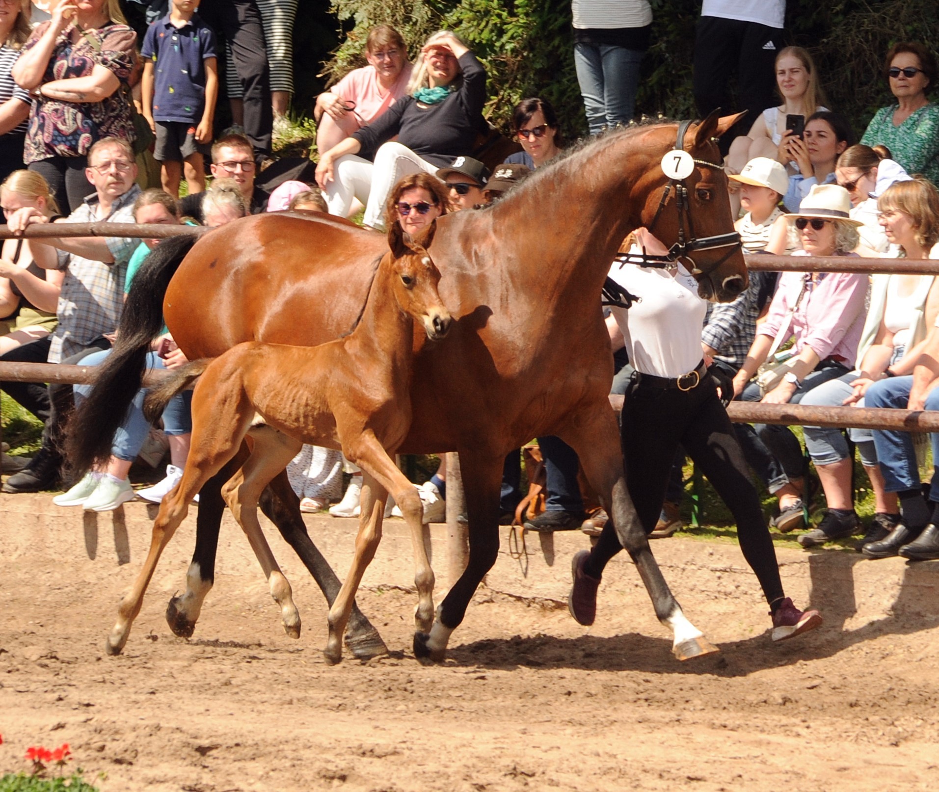 Trakehner Hengstfohlen v. Preußen Party x Saint Cyr - Trakehner Gestüt Hämelschenburg - Foto: Beate Langels