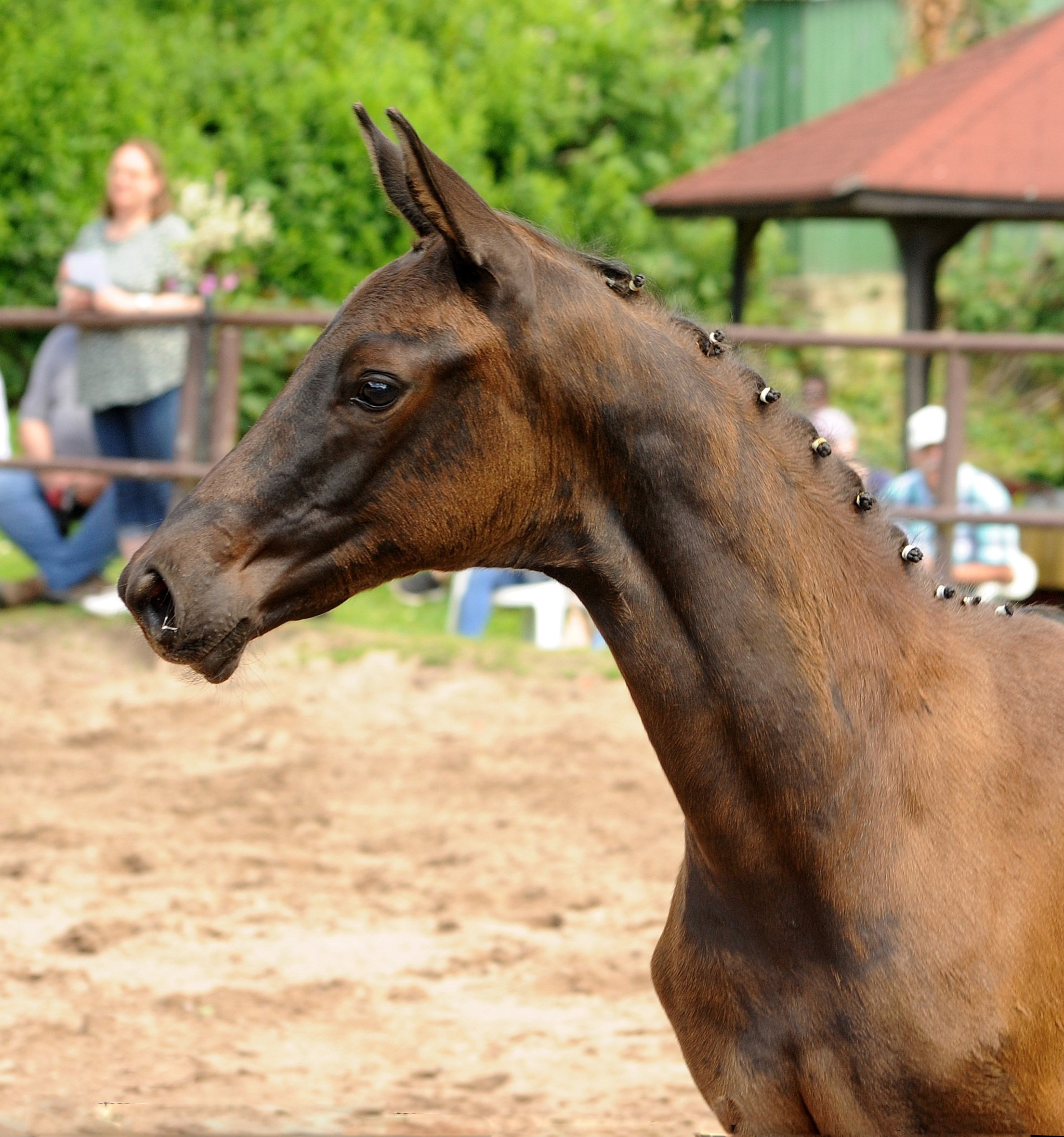 Trakehner Stute Schwalbe's Party von Preuen Party u.d. P.u.St.PrSt. Schwalbenlicht v. Imperio - Foto: Beate Langels - 
Trakehner Gestt Hmelschenburg