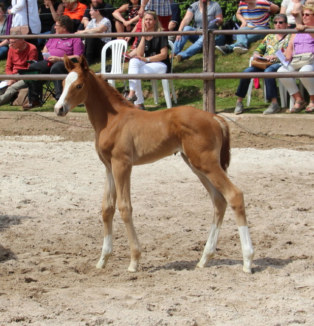 6 Tage alt: Trakehner Hengstfohlen von High Motion x Buddenbrock - Foto: Dorle Schans