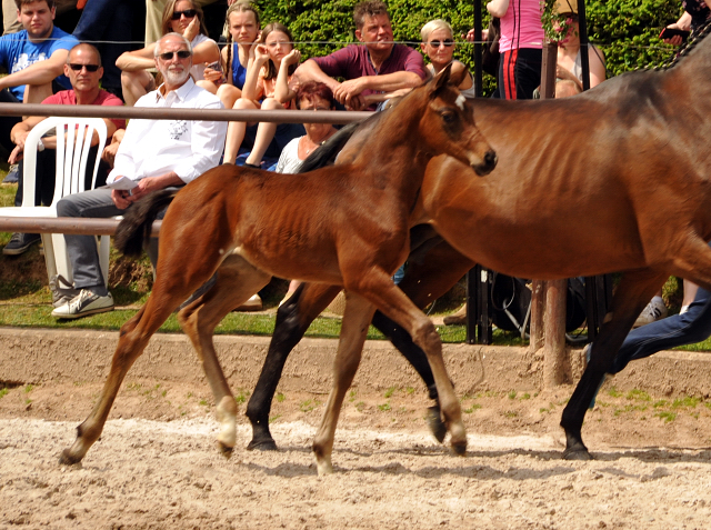 Trakehner Stutfohlen von Honor du Soir u.d. u.d. Pr.u.StPrSt. Kosima v. Ivernel - Foto: Beate Langels