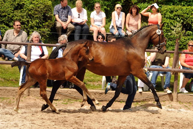 Trakehner Stutfohlen von Honor du Soir u.d. u.d. Pr.u.StPrSt. Kosima v. Ivernel - Foto: Beate Langels