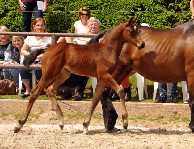 Trakehner Stutfohlen von Honor du Soir u.d. u.d. Pr.u.StPrSt. Kosima v. Ivernel - Foto: Beate Langels