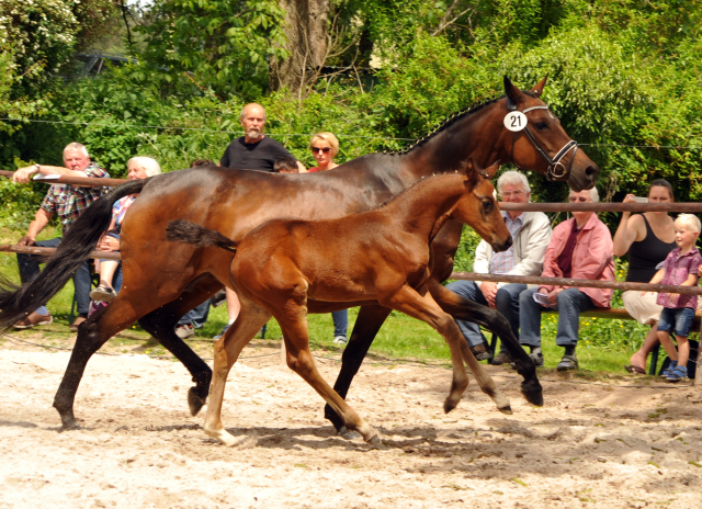 Trakehner Stutfohlen von Honor du Soir u.d. u.d. Pr.u.StPrSt. Kosima v. Ivernel - Foto: Beate Langels