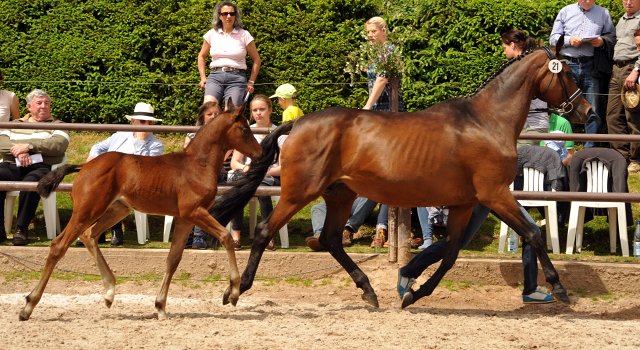 Trakehner Stutfohlen von Honor du Soir u.d. u.d. Pr.u.StPrSt. Kosima v. Ivernel - Foto: Beate Langels