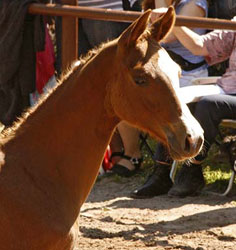 Trakehner Colt by Freudenfest out of Rubina by Tycoon