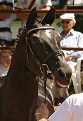 Our Grandseigneur: Kostolany (24,5 years old)