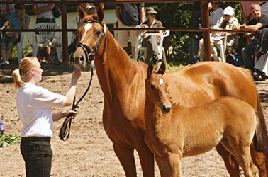 Rheingold with her filly by Summertime