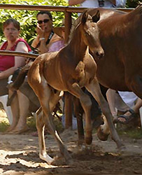 Schwalbenflair with her colt by Summertime