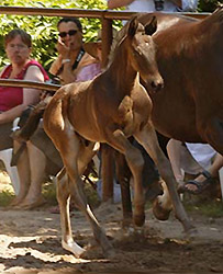 Schwalbenflair with her colt by Summertime