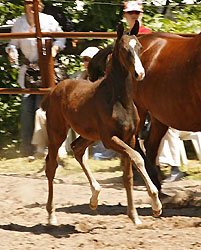 Colt by Symont out of Guendalina by Red Patrick xx