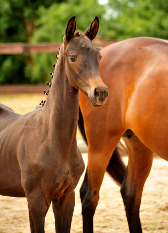 Stutfohlen von His Moment u.d. Pr.u.StPrSt. Katniss Everdeen v. Saint Cyr - Foto: Beate Langels - Trakehner Gestt Hmelschenburg