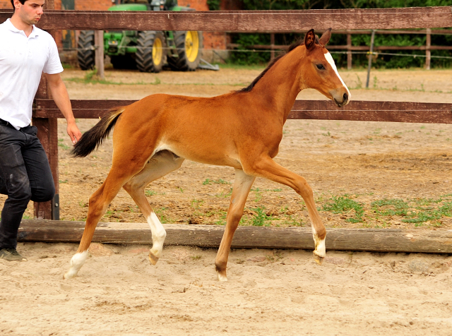Stutfohlen von Foundation u.d. Schwalbenfee v. Freudenfest - im Gestt Schplitz 30.05.2018 - Foto: Beate Langels
