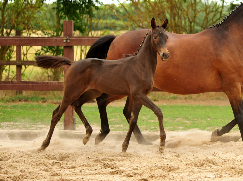 Stutfohlen von His Moment u.d. Pr.u.StPrSt. Katniss Everdeen v. Saint Cyr - Foto: Beate Langels - Trakehner Gestt Hmelschenburg