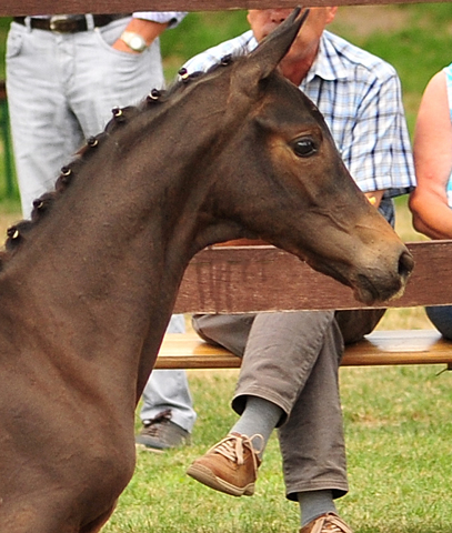 Stutfohlen von His Moment u.d. Pr.u.StPrSt. Katniss Everdeen v. Saint Cyr - Foto: Richard Langels - Trakehner Gestt Hmelschenburg