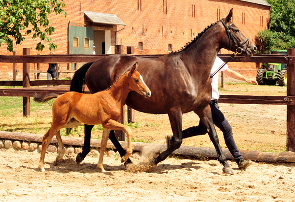 Trakehner Stutfohlen von Kacyro u.d. Schwalbensage v. Grand Corazn
 - Trakehner Gestt Hmelschenburg - Beate Langels