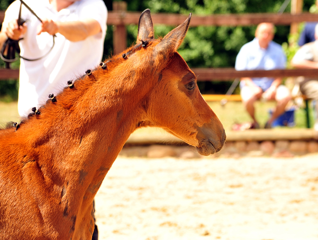 Trakehner Stutfohlen von Kacyro u.d. Schwalbensage v. Grand Corazn
 - Trakehner Gestt Hmelschenburg - Beate Langels