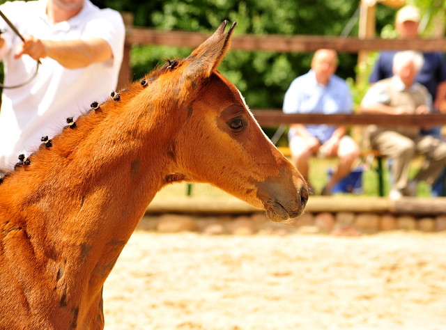 Trakehner Stutfohlen von Kacyro u.d. Schwalbensage v. Grand Corazn
 - Trakehner Gestt Hmelschenburg - Beate Langels