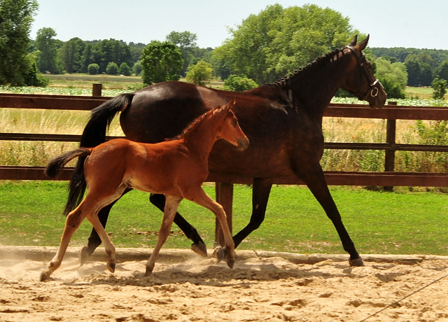 Trakehner Stutfohlen von Kacyro u.d. Schwalbensage v. Grand Corazn
 - Trakehner Gestt Hmelschenburg - Beate Langels