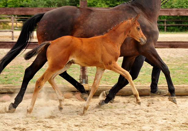 Schwalbenaura - Trakehner Stutfohlen von Kacyro u.d. Schwalbensage v. Grand Corazn
 - Trakehner Gestt Hmelschenburg - Beate Langels