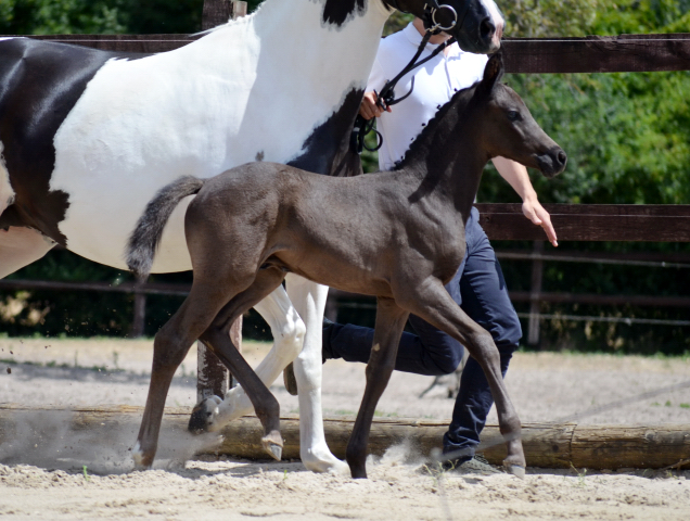 Hengstfohlen v. Adorator u.d. Camilla v. Camaro  - Foto Pia Elter