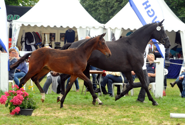 Sieger des Fohlenchampionates 2015 - Abteilung der Hengste: Hengstfohlen von Oliver Twist x Hohenstein - Foto Beate Langels