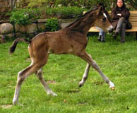 wenige Stunden alt: Stutfohlen von Freudenfest u.d. Elitestute Gloriette v. Kostolany, Foto: Richard Langels