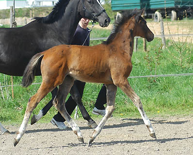Trakehner Stutfohlen von Freudenfest u.d. Pr.St. Grace Note v. Alter Fritz - Gestüt Schäplitz - Foto: Beate Langels