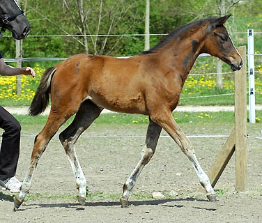 Trakehner Stutfohlen von Freudenfest u.d. Prämienstute Grace Note v. Alter Fritz Kostolany - Gestüt Schäplitz, Foto: Beate Langels
