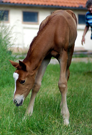 Trakehner Stutfohlen von Freudenfest u.d. Peronja v. Exclusiv