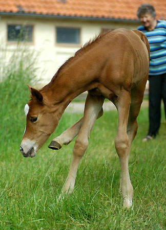 Trakehner Stutfohlen von Freudenfest u.d. Peronja v. Exclusiv