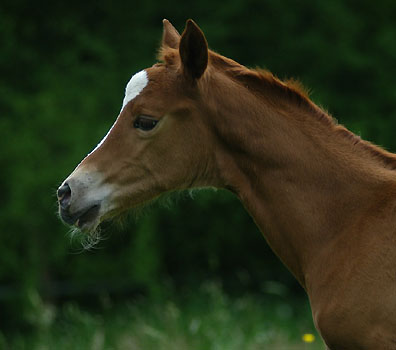 Trakehner Stutfohlen von Freudenfest u.d. Peronja v. Exclusiv