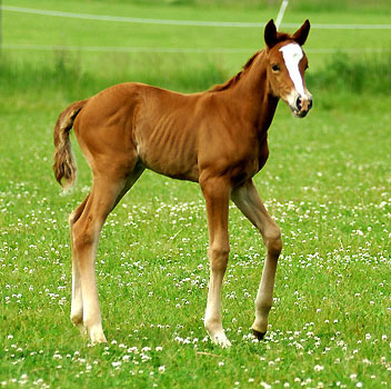 Trakehner Stutfohlen von Freudenfest u.d. Peronja v. Exclusiv