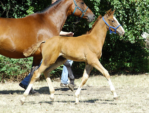 Trakehner Hengstfohlen von Freudenfest u.d. Rondesvous v. Kostolany - Foto: Beate Langels