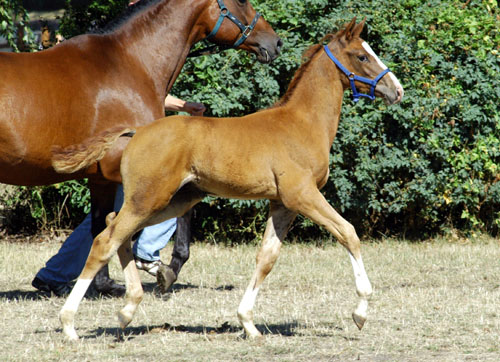 Trakehner Hengstfohlen von Freudenfest u.d. Rondesvous v. Kostolany - Foto: Beate Langels