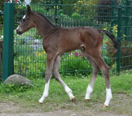 Hengstfohlen von Freudenfest u.d. Sankt Helena v. Alter Fritz