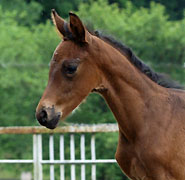 Hengstfohlen von Shavalou u.d. Arancha v. Marduc