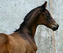 Stutfohlen von Freudenfest u.d. Agatha Christie v. Showmaster