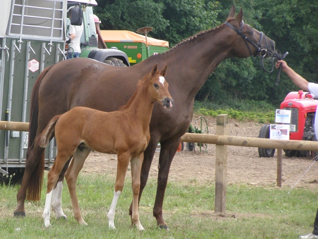 Trakehner Hengstfohlen von Freudenfest - Arrak, Zchter: Stephan Bhn, Harsefeld-Issendorf.
Mobil: 0171-1474251