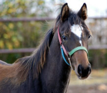 Deerberg, Trakehner colt by Freudenfest - Manrico - Tmmler