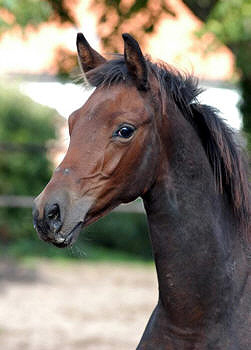 Filly by Freudenfest - Exclusiv