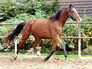 Gustav der Groe von Freudenfest - Trakehner Gestt Hmelschenburg