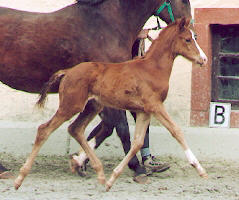 Filly by Freudenfest out of Kassuben - 14 days old