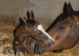 Hengstfohlen von Freudenfest x King Arthur, Foto: Kunst