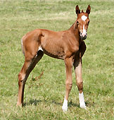 Hengstfohlen von Freudenfest u.d. PrSt. Kollina, Foto: Lune Jancke