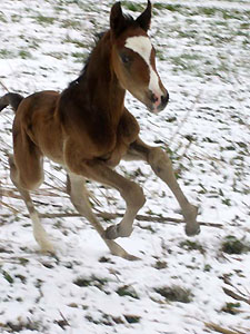 Trakehner Hengstfohlen von Freudenfest u.d. Omnia v. Latimer, Zchter: Dirk Matthias