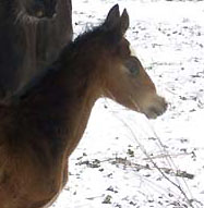 Trakehner Hengstfohlen von Freudenfest u.d. Omnia v. Latimer, Zchter: Dirk Matthias