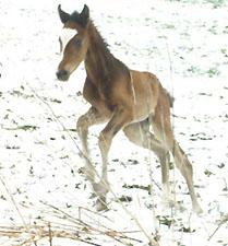 Trakehner Hengstfohlen von Freudenfest u.d. Omnia v. Latimer, Zchter: Dirk Matthias