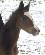Hengstfohlen von Freudenfest - Latimer