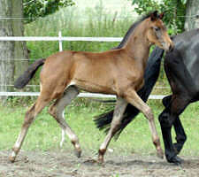 Filly by Freudenfest